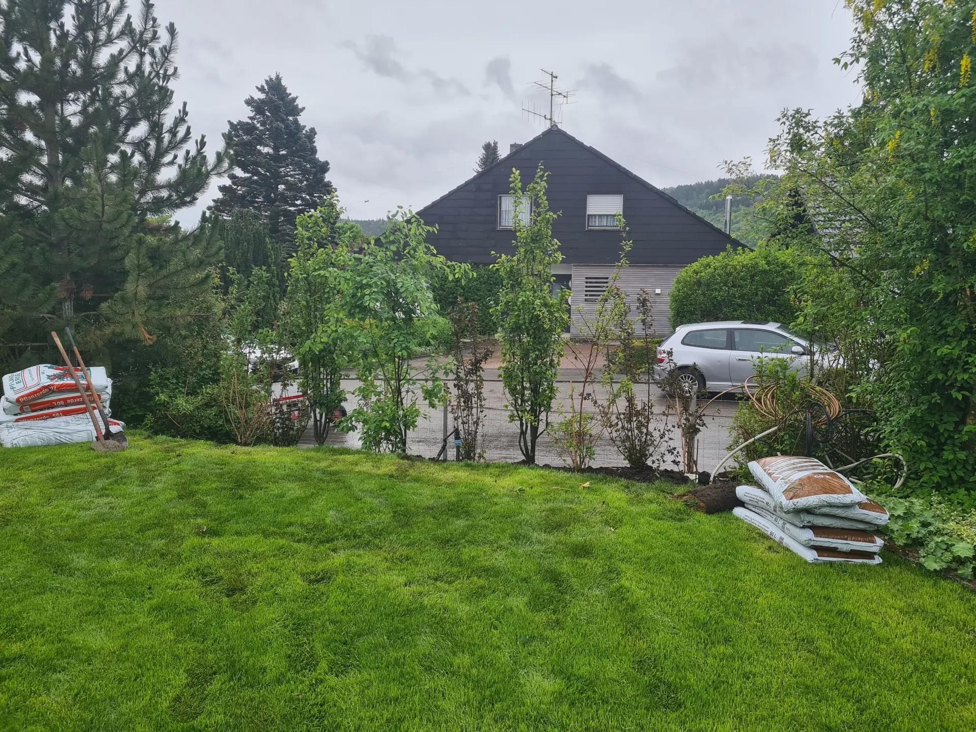 Frisch verlegter Rollrasen im Garten